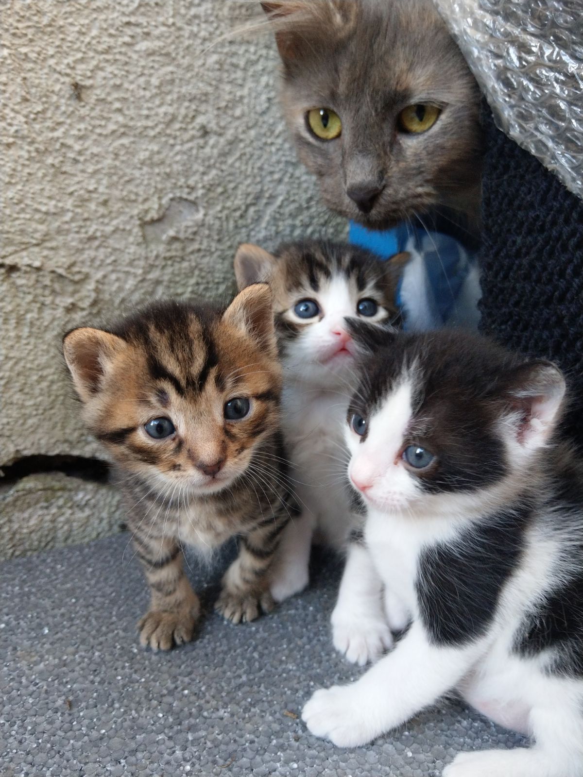 An Adorable Cat Family Lotto The Cat