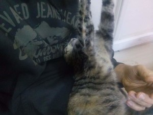 Lotto the Cat