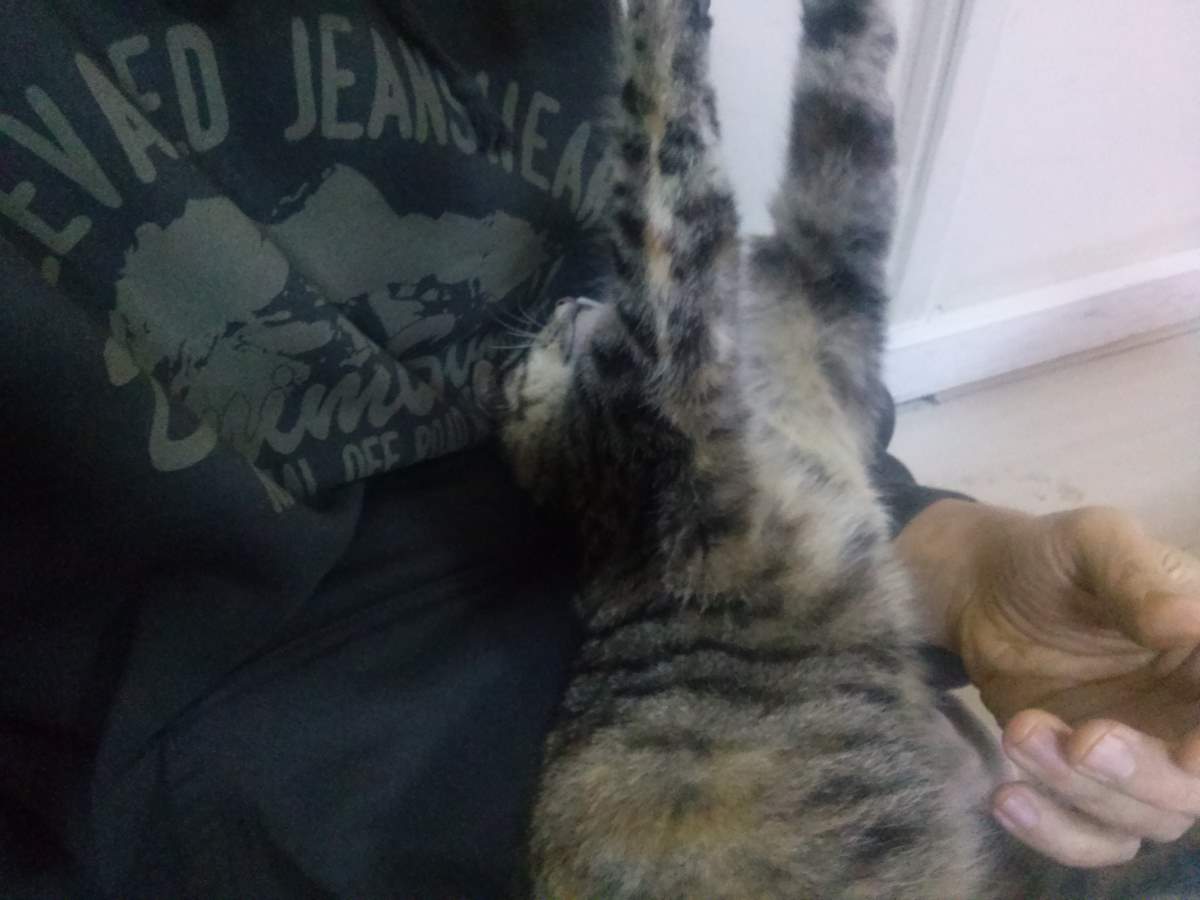 Lotto the Cat