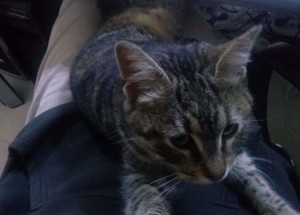 The first meeting with Lotto the Cat (featured)