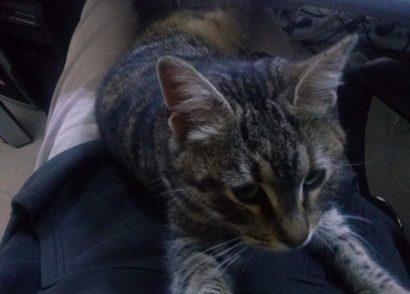 The first meeting with Lotto the Cat (featured)