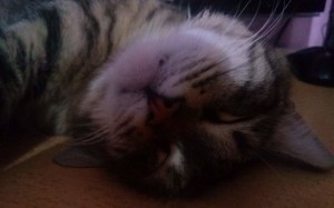 Lotto the Cat, sleeping (featured)