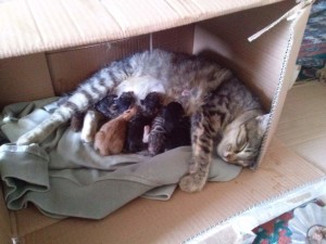 Lotto and her five kittens