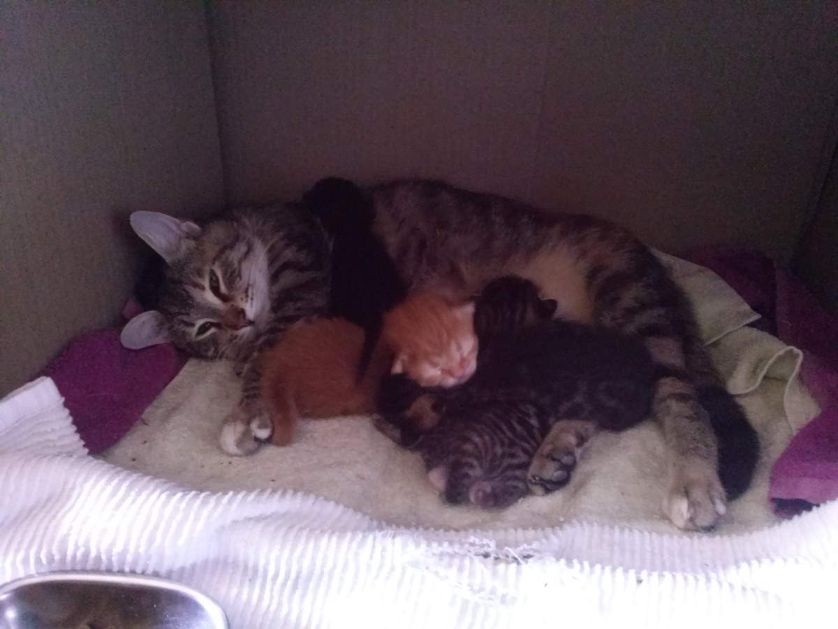 Lotto the cat, and her five kittens (April 05, 2015) - 06