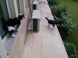 2015-06-05 Two tuxedo cat