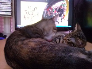 2015-07-04-11 Tour de France and cats