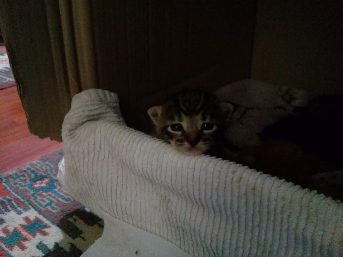 2015-04-09, the female tabby 3