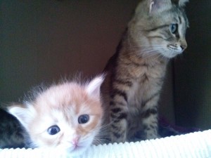 April 18, 2015 The mother cat and the yellow kitten
