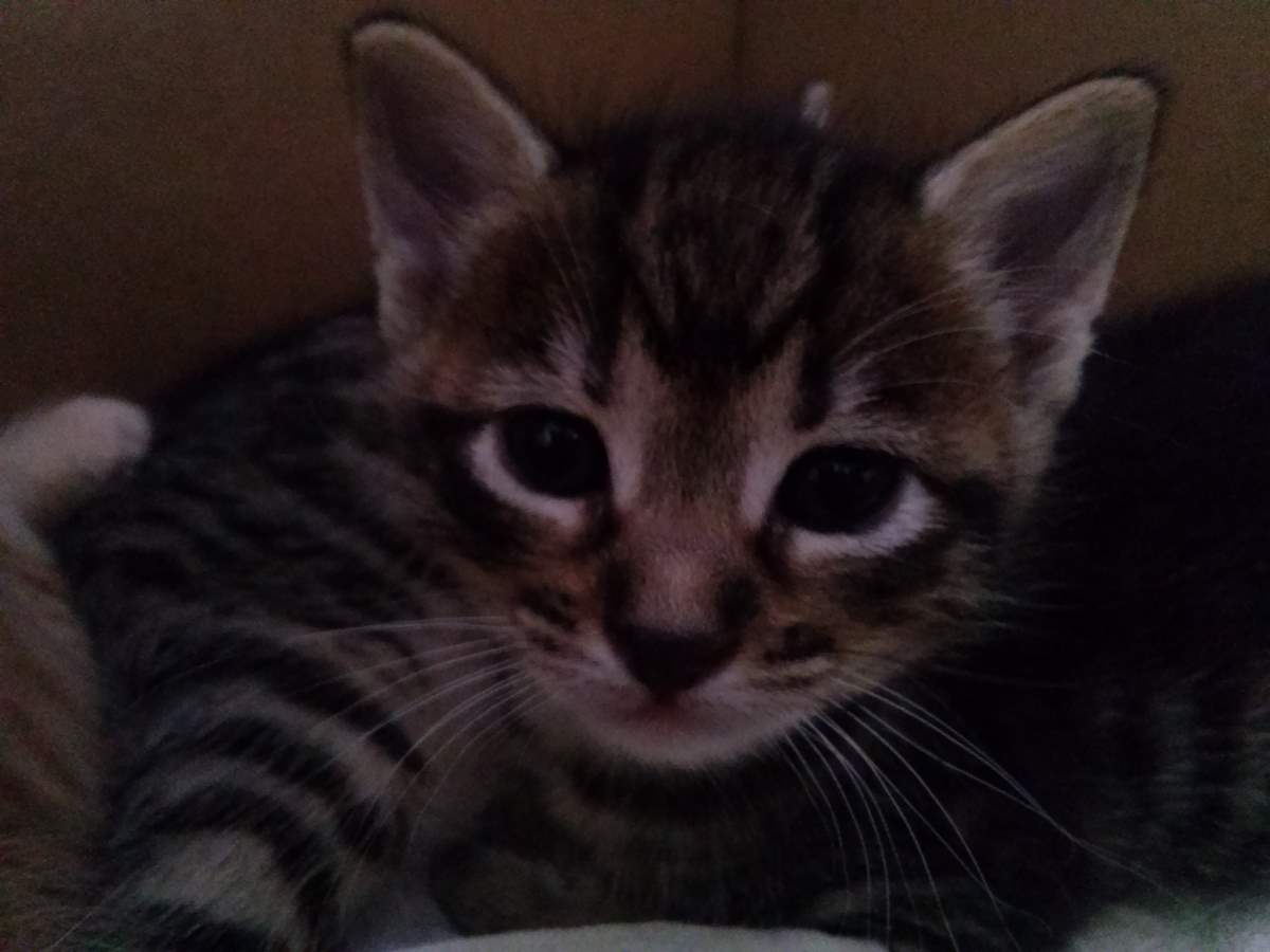 April 23, 2015 - 07 - the female tabby - Lotto the Cat