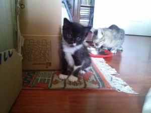 April 23, 2015 - 12 - the Tuxedo kitten and Lotto