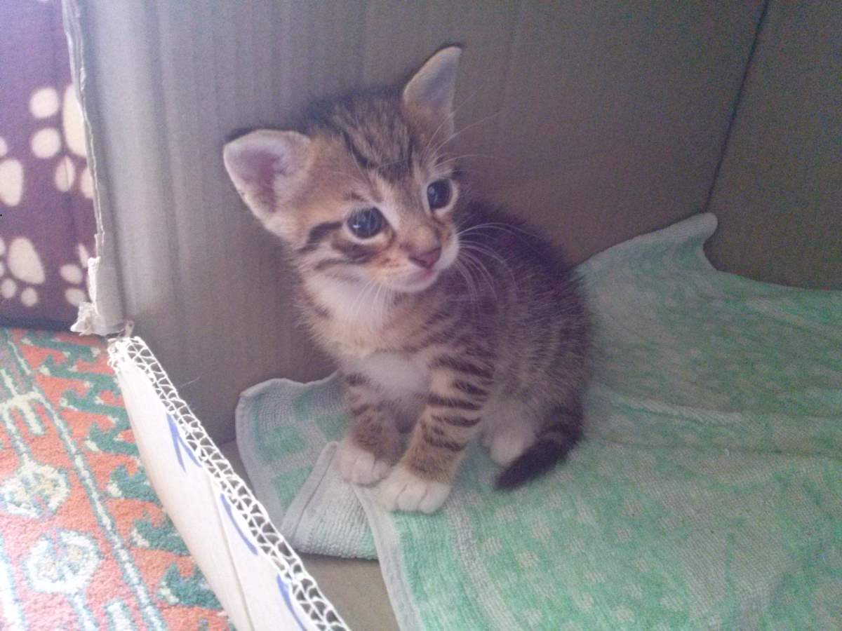 April 23, 2015 17 the whitefeet male tabby Lotto the Cat