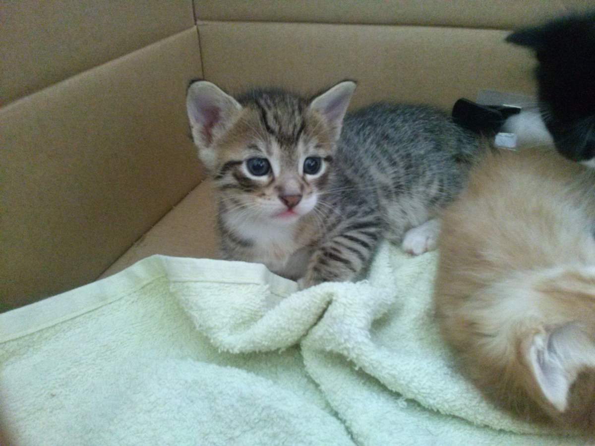 April 23, 2015 20 the whitefeet male tabby Lotto the Cat