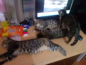 2015-07-05-03, cats on the table