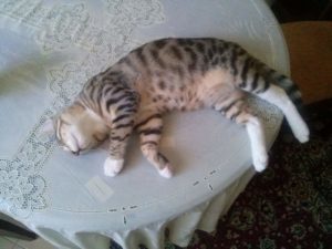 2015-07-16-11 Tabby kitten on the table