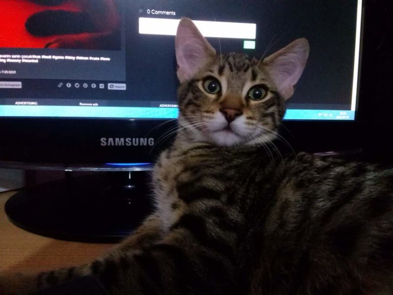 2015-07-25 Nairo the tabby kitten