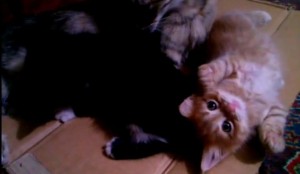 April 30, 2015 - Lotto playing with two kittens