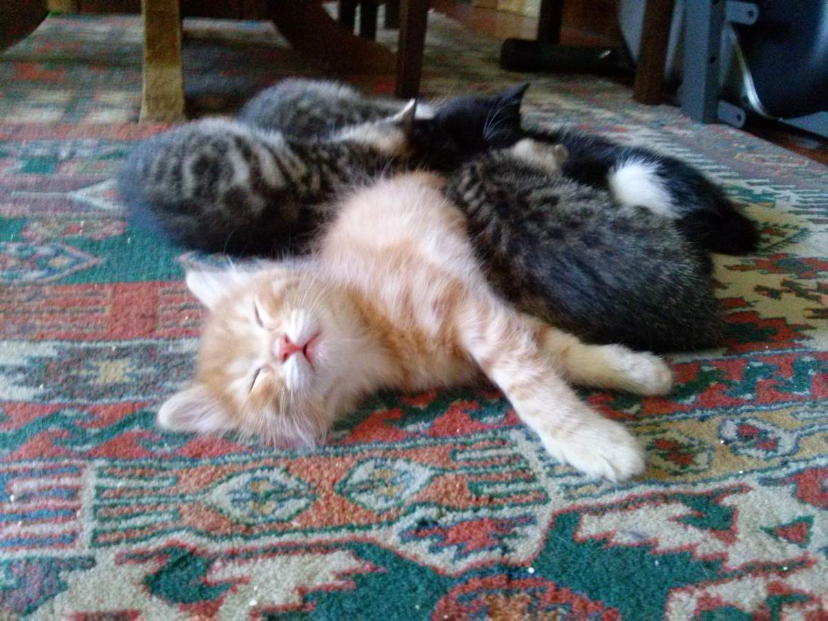May 12, 20015 kittens sleeping Lotto the Cat