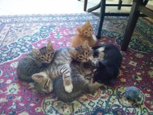 May 13, 2015 - The kittens