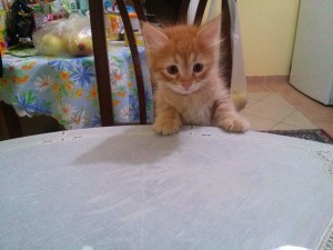 May 14, 2015 - the yellow kitten at the kitchen table