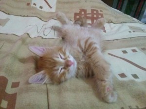 May 20, 2015 The Yellow Kitten is sleeping (06)