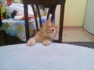 Yellow kitten on the table