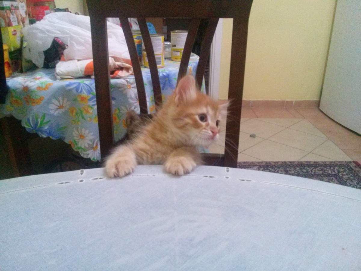 Yellow kitten on the table