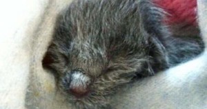 Fading Kitten