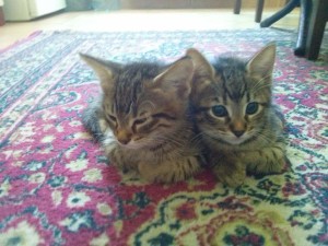 2015-05-26, Male and female tabbies
