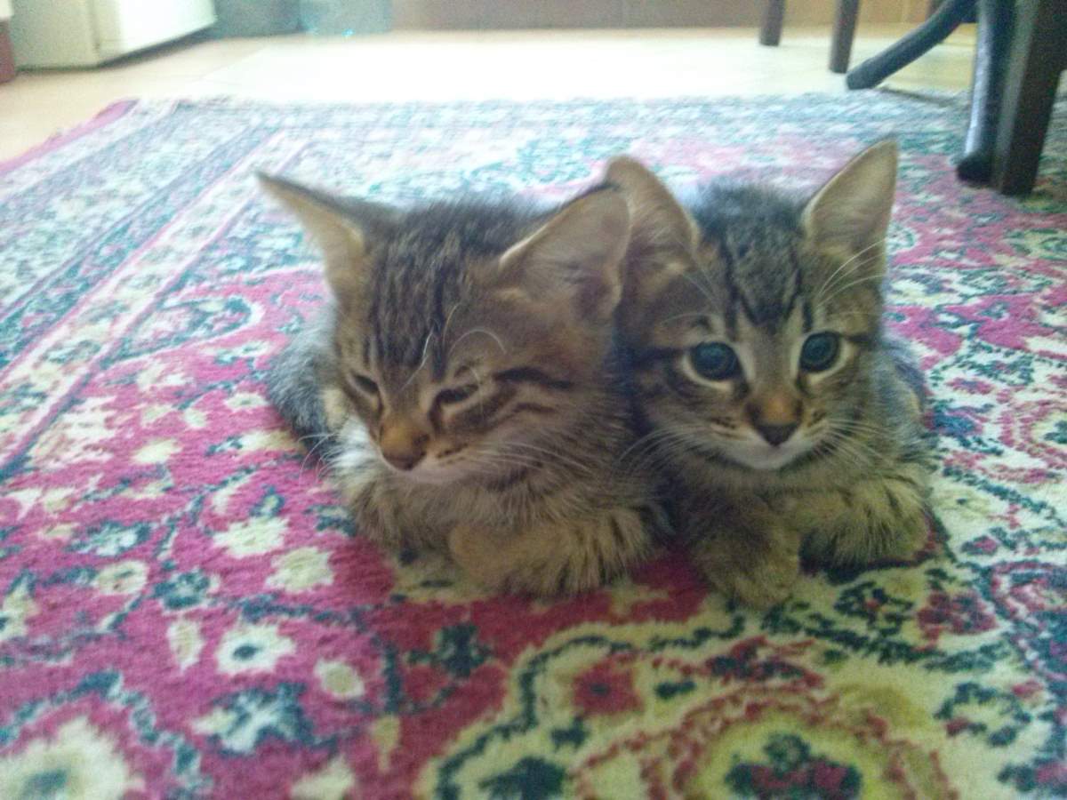 2015-05-26, Male and female tabbies