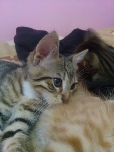 2015-05-30 - White-feet tabby