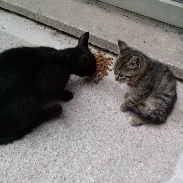 Blackcattabbykitten2 Lotto the Cat