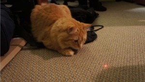 Cat playing with laser pointer