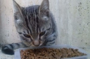 Tabby kitten eating cat food