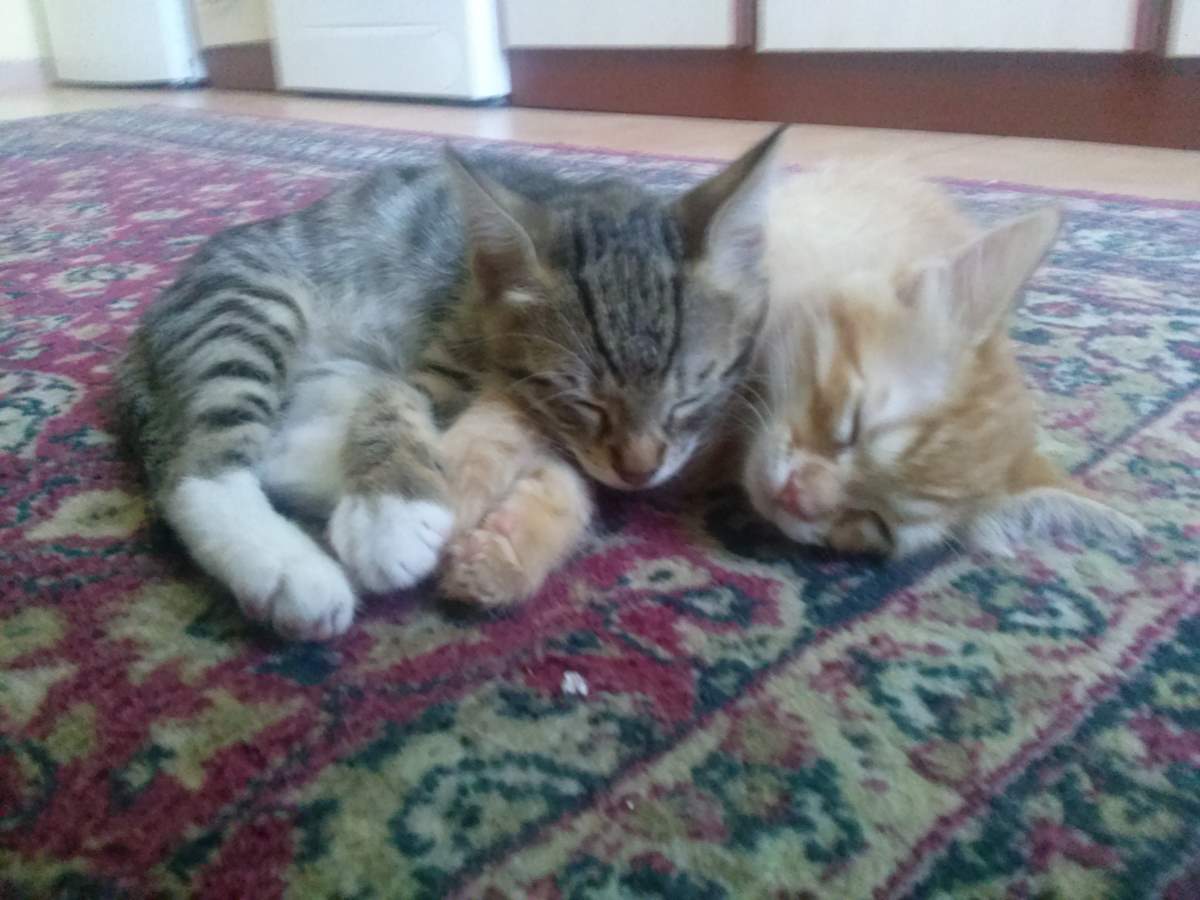 20150531 Two kittens sleeping on the carpet 2 Lotto the Cat