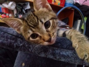 2015-05-31 The female tabby