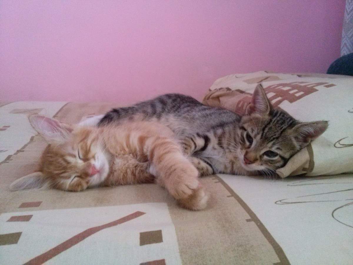 2015-05-31 Two kittens sleeping