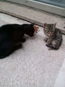 2015-06-03 A black cat and a little big-eyed tabby kitten