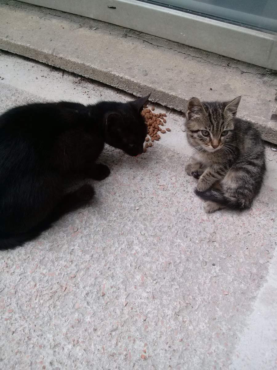 2015-06-03 A black cat and a little big-eyed tabby kitten