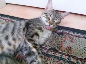 2015-06-06-01 Lotto is sleeping
