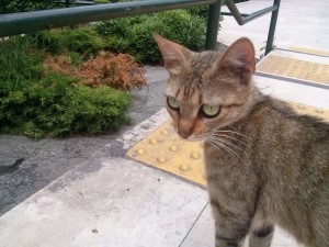 2015-06-10, Big-eyed female tabby 01