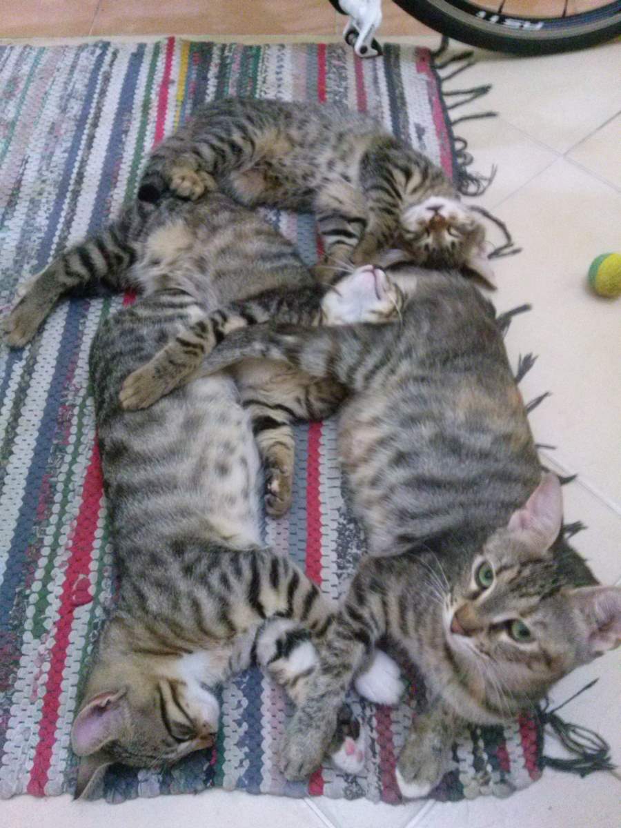 2015-06-13-04, three tabbies after the breastfeeding, and Lotto
