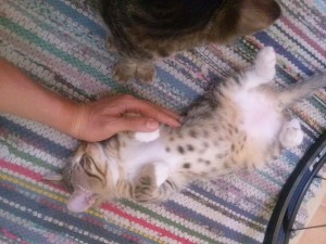 2015-06-14-02, White Feet Male Tabby