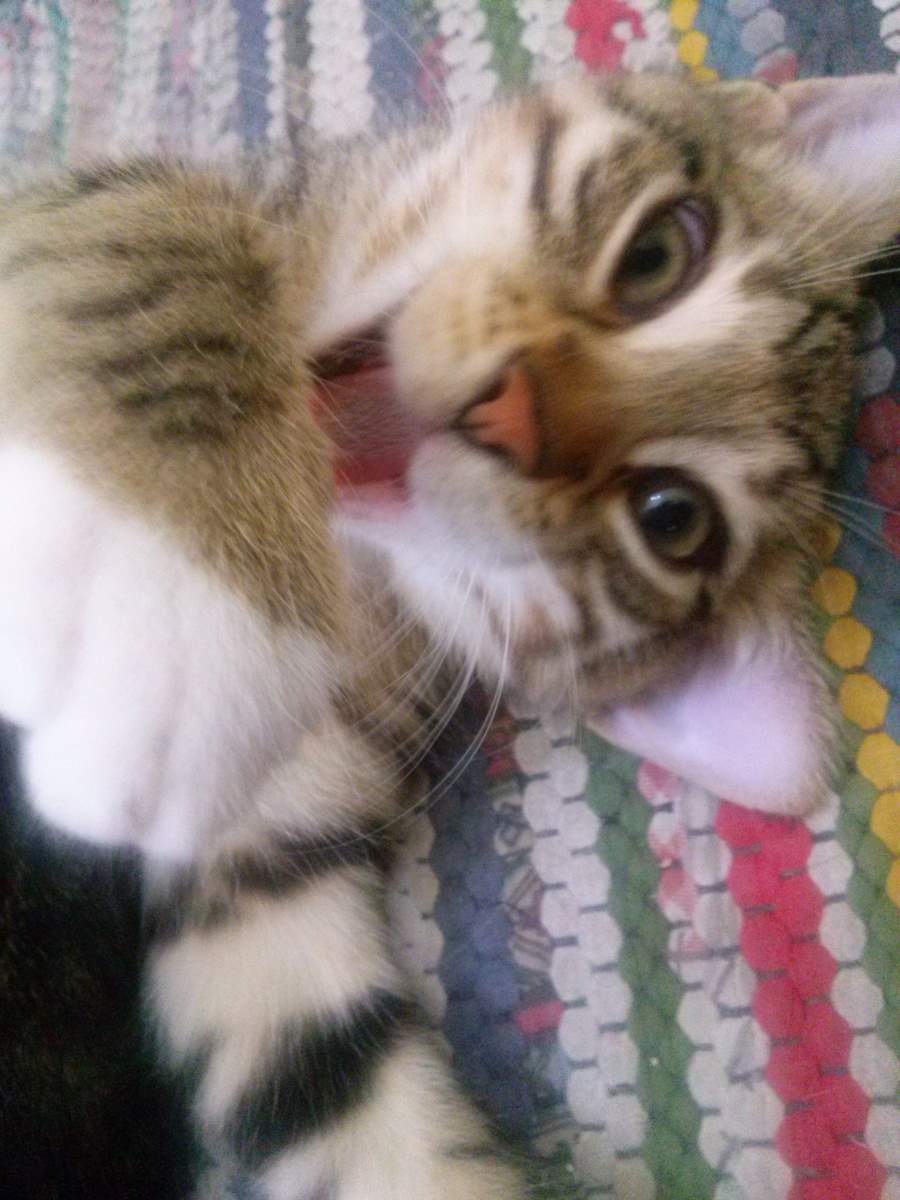 2015061404 White Feet Male Tabby Lotto the Cat