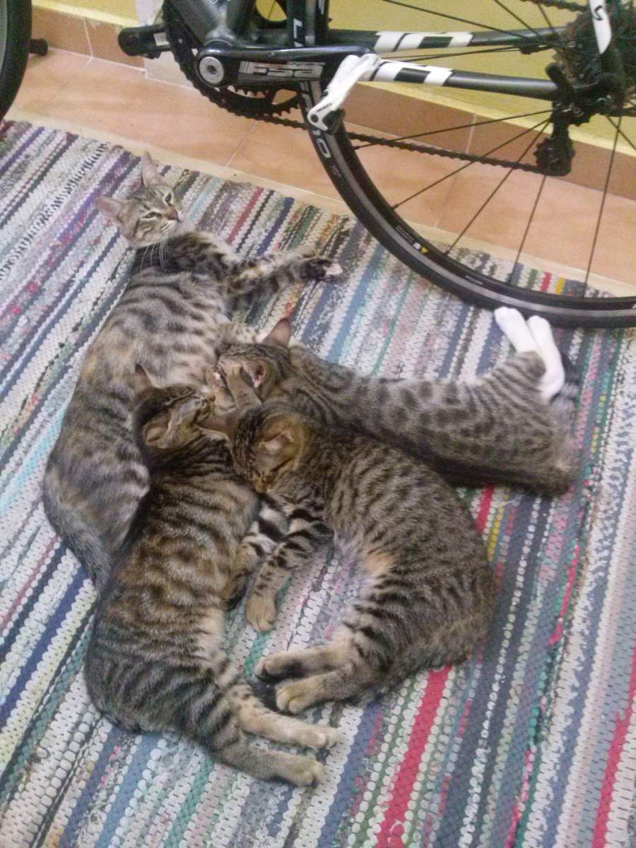 Nursing the 3monthold kittens Lotto the Cat