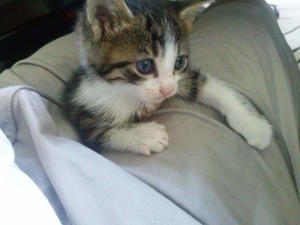 Mare- the kitten, 2015-09-15-03