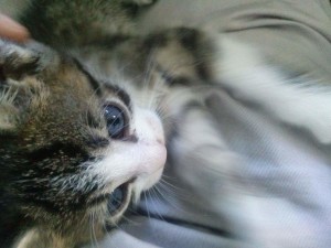 Mare the kitten, 2015-09-15-05