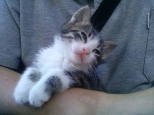 The last photo with Mare the kitten, 2015-09-18 Friday