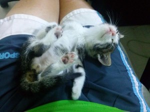 Mare the kitten sleeping, 2015-09-17-01