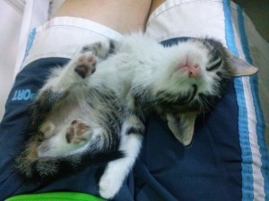 Mare the kitten sleeping, 2015-09-17-03