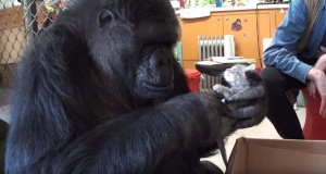 Koko the gorilla has new kittens